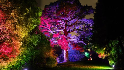 Image shows the trees in the garden at Saltram illuminated by colourful lights as part of a Christmas lights event